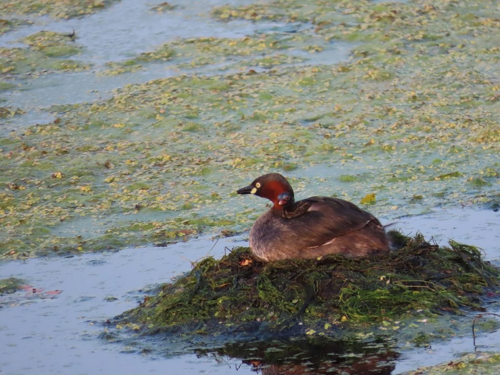 水草を積み上げた浮巣で抱卵するカイツブリ（奈良・新池親水公園）