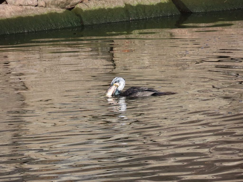 大きすぎる魚を必死に飲み込もうとするカワウ(大阪城公園)