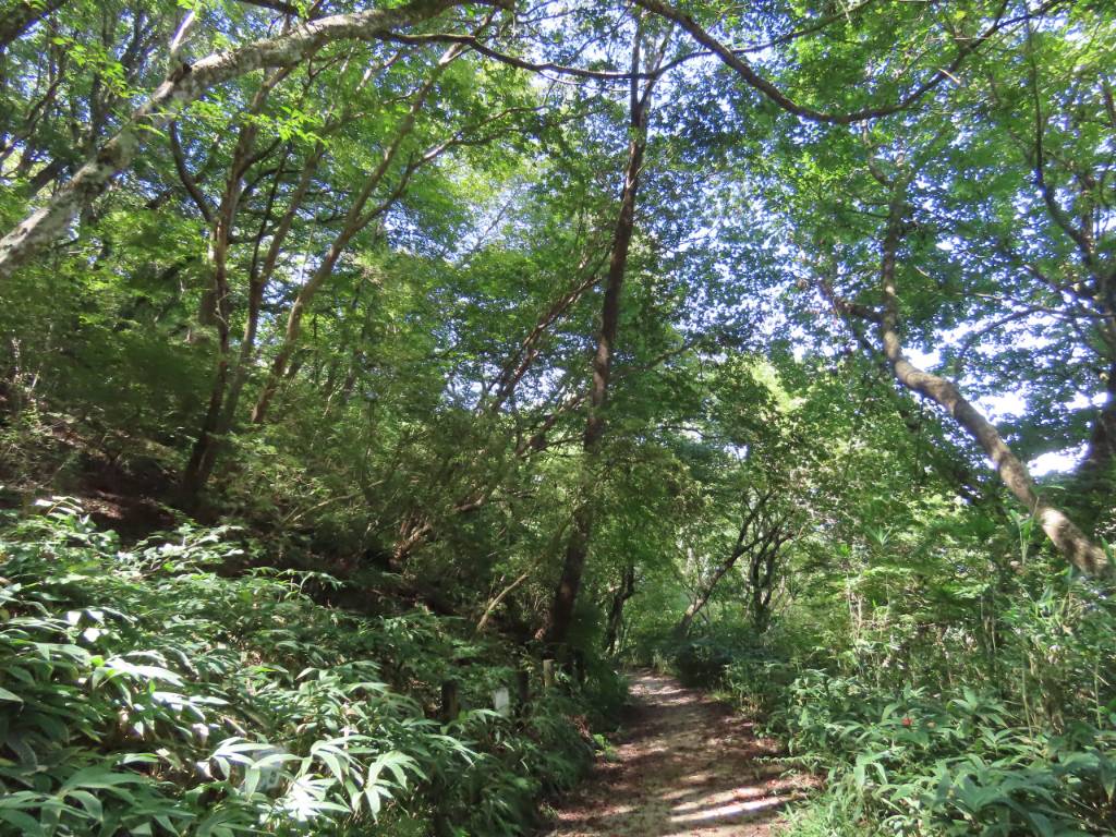 ササの茂る大和葛城山の帰り道の山道