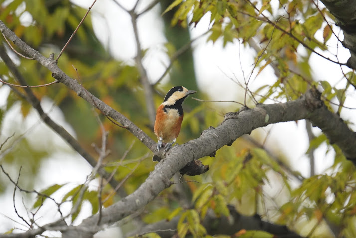馬見丘陵公園のエゴノキの枝にとまるヤマガラ