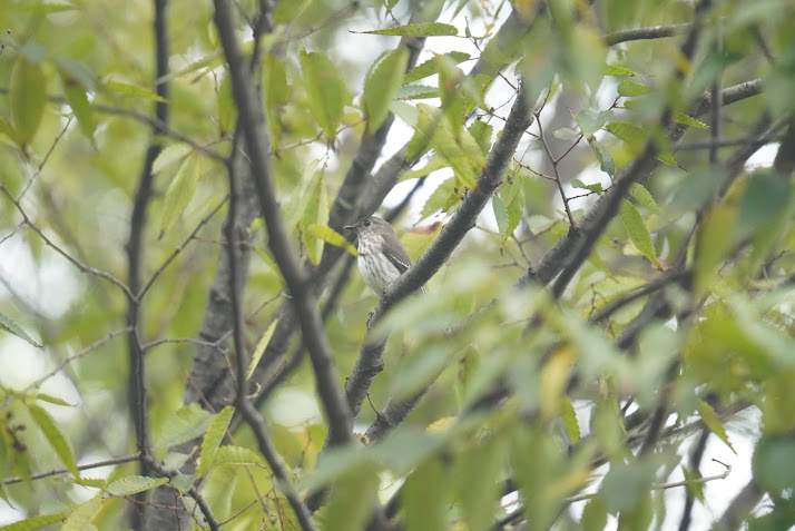 木の枝にとまるエゾビタキ、胸の縦斑が見える