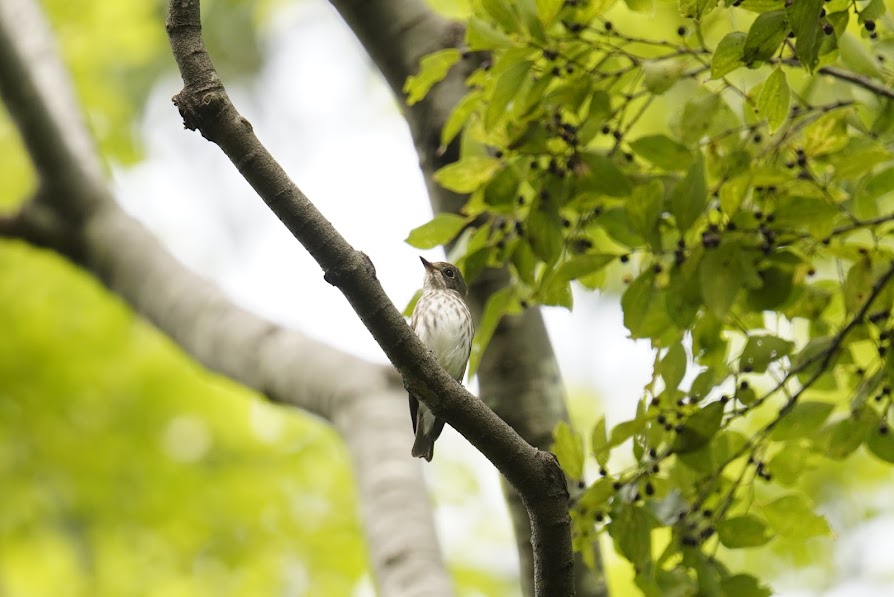 木の枝にとまるエゾビタキ、胸の縦斑がはっきり見える