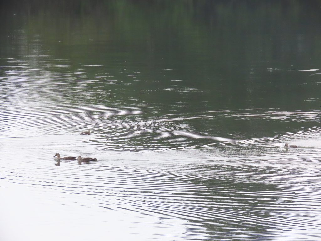 馬見丘陵公園の下池を泳ぐカルガモの群れ