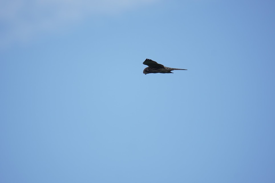 真下を見ながら青空を飛ぶチョウゲンボウ