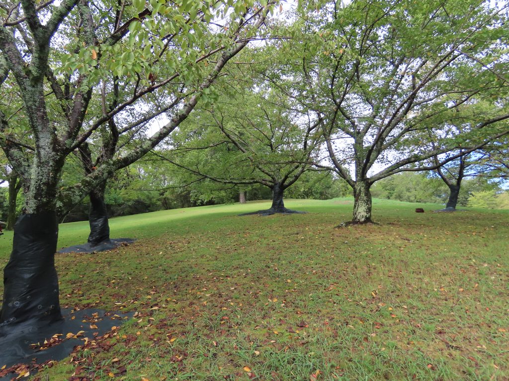 小鳥が集まる馬見丘陵公園の桜の木立と落ち葉の地面