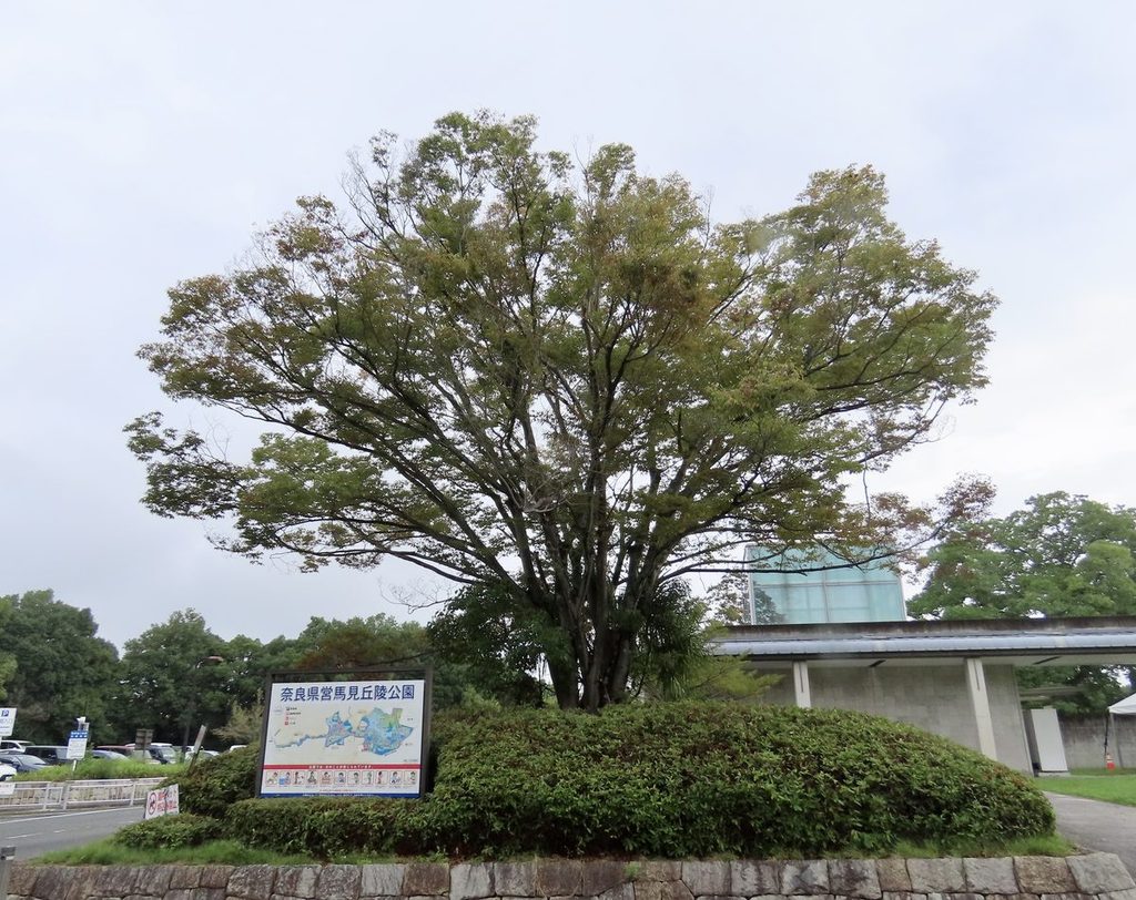 奈良県営馬見丘陵公園の入口に立つけやきの木と案内看板